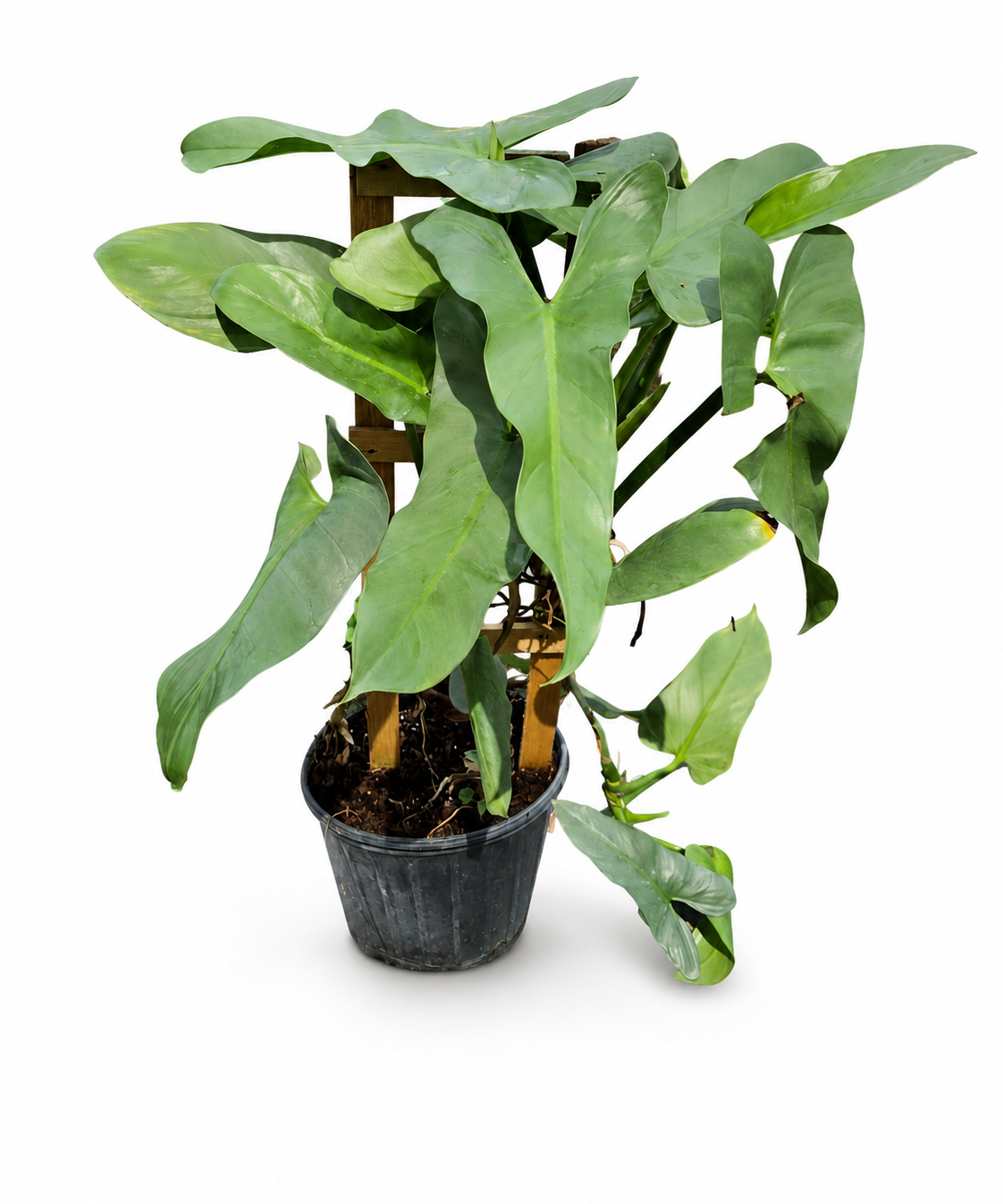 Philodendron Silver Sword