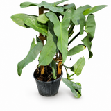 Philodendron Silver Sword