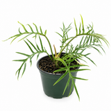Philodendron Tortum