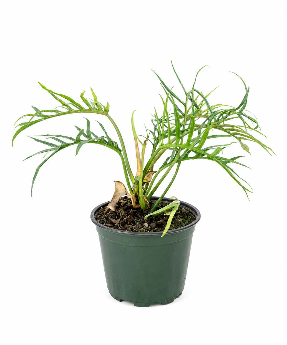 Philodendron Tortum