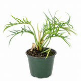 Philodendron Tortum