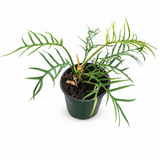 Philodendron Tortum