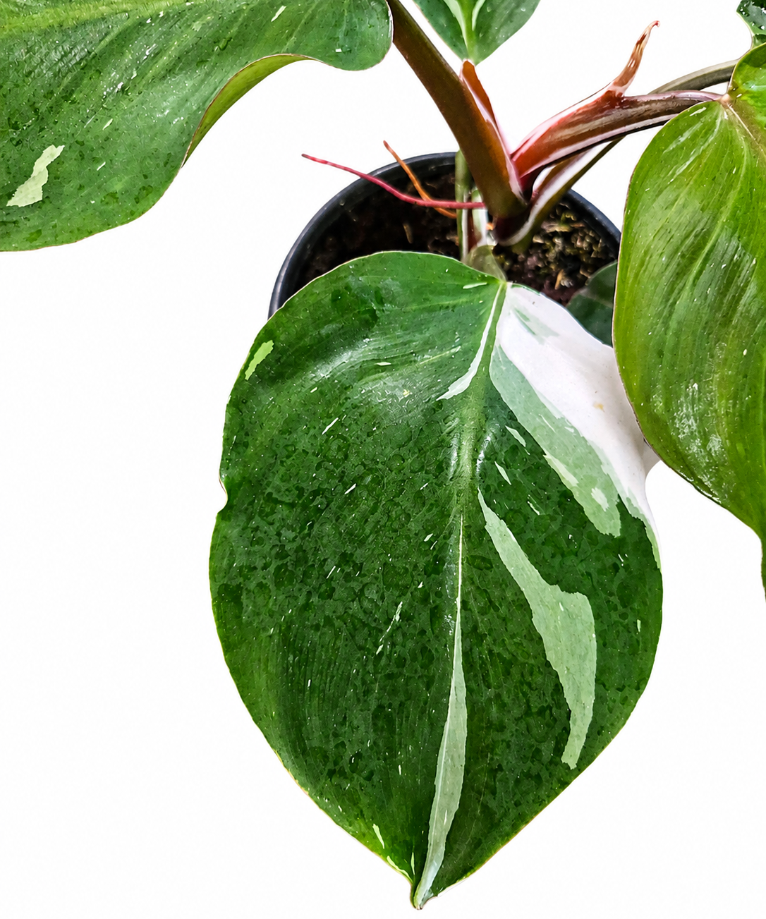 Slide image