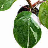 Philodendron White Wizard