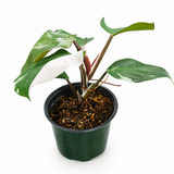 Philodendron White Wizard