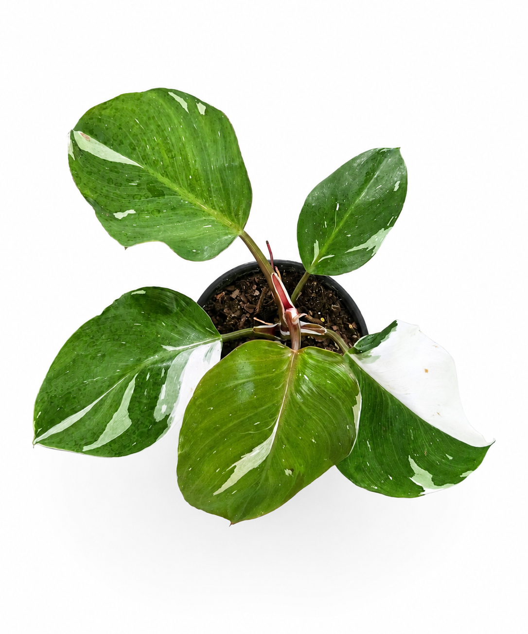 Philodendron White Wizard