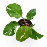 Philodendron White Wizard