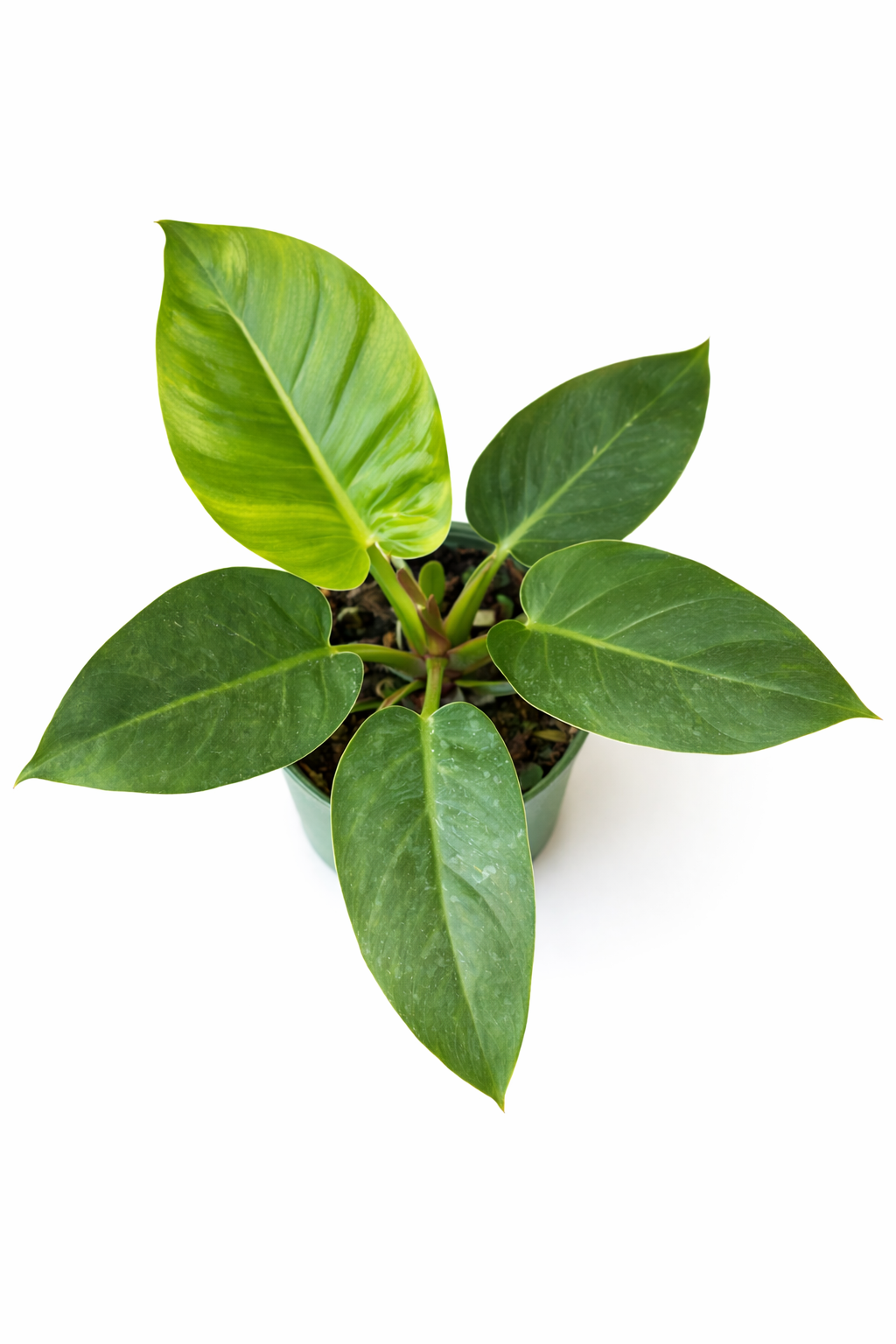 Top view of Philodendron 'Imperial Green' houseplant showing large glossy green leaves radiating from the center in a white pot against a white background.