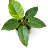 Top view of Philodendron 'Imperial Green' houseplant showing large glossy green leaves radiating from the center in a white pot against a white background.