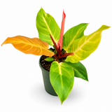 Philodendron Mccoys Finale