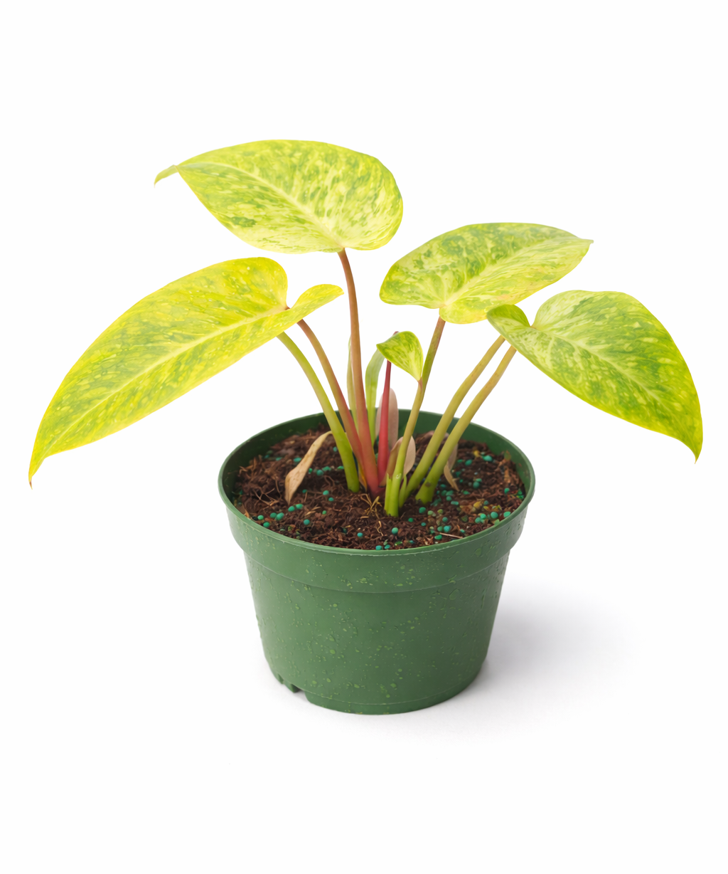 Philodendron 'Painted Lady' plant with yellow and light green variegated heart-shaped leaves with dark green speckles in a green plastic pot against a white background