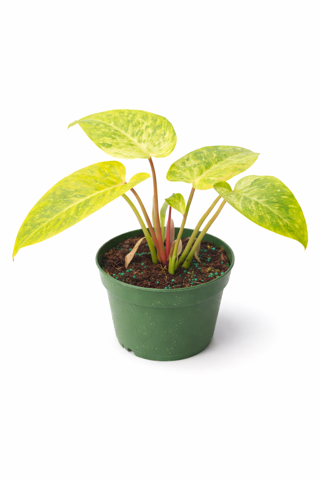 Philodendron 'Painted Lady' plant with yellow and light green variegated heart-shaped leaves with dark green speckles in a green plastic pot against a white background