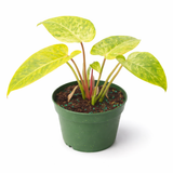 Philodendron 'Painted Lady' plant with yellow and light green variegated heart-shaped leaves with dark green speckles in a green plastic pot against a white background