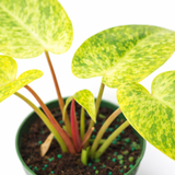 Close-up of Philodendron 'Painted Lady' plant showing heart-shaped leaves variegated in yellow and light green with dark green speckles and pinkish stems against a white background.