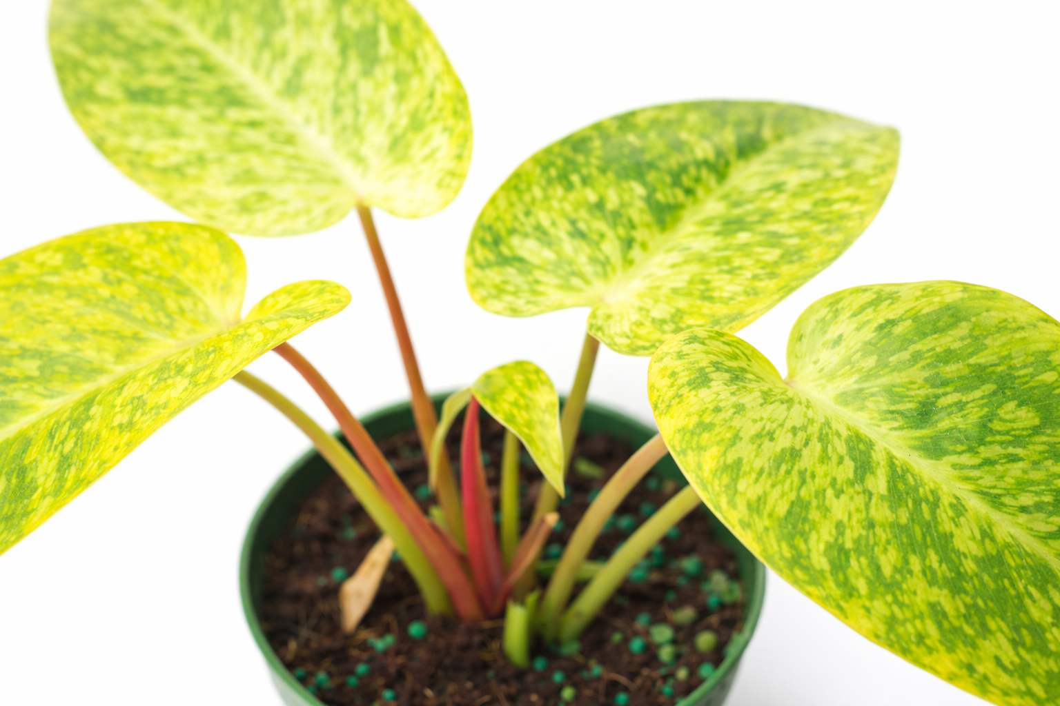 Close-up of Philodendron 'Painted Lady' plant showing heart-shaped leaves variegated in yellow and light green with dark green speckles and pinkish stems against a white background.
