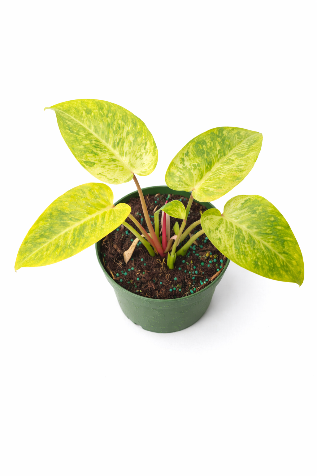 Top view of Philodendron 'Painted Lady' houseplant showing broad heart-shaped leaves variegated in yellow and light green with dark green speckles, growing in a 4-inch green nursery pot against a white background.