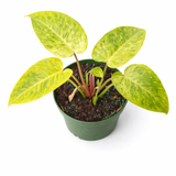 Top view of Philodendron 'Painted Lady' houseplant showing broad heart-shaped leaves variegated in yellow and light green with dark green speckles, growing in a 4-inch green nursery pot against a white background.