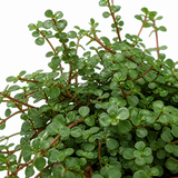 Pilea Glauca