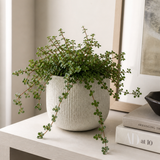 Pilea Glauca