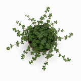 Pilea Glauca