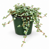 Pilea Glauca