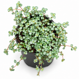 Pilea Glauca