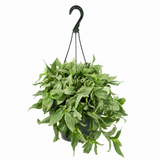 Pistachio White Tradescantia