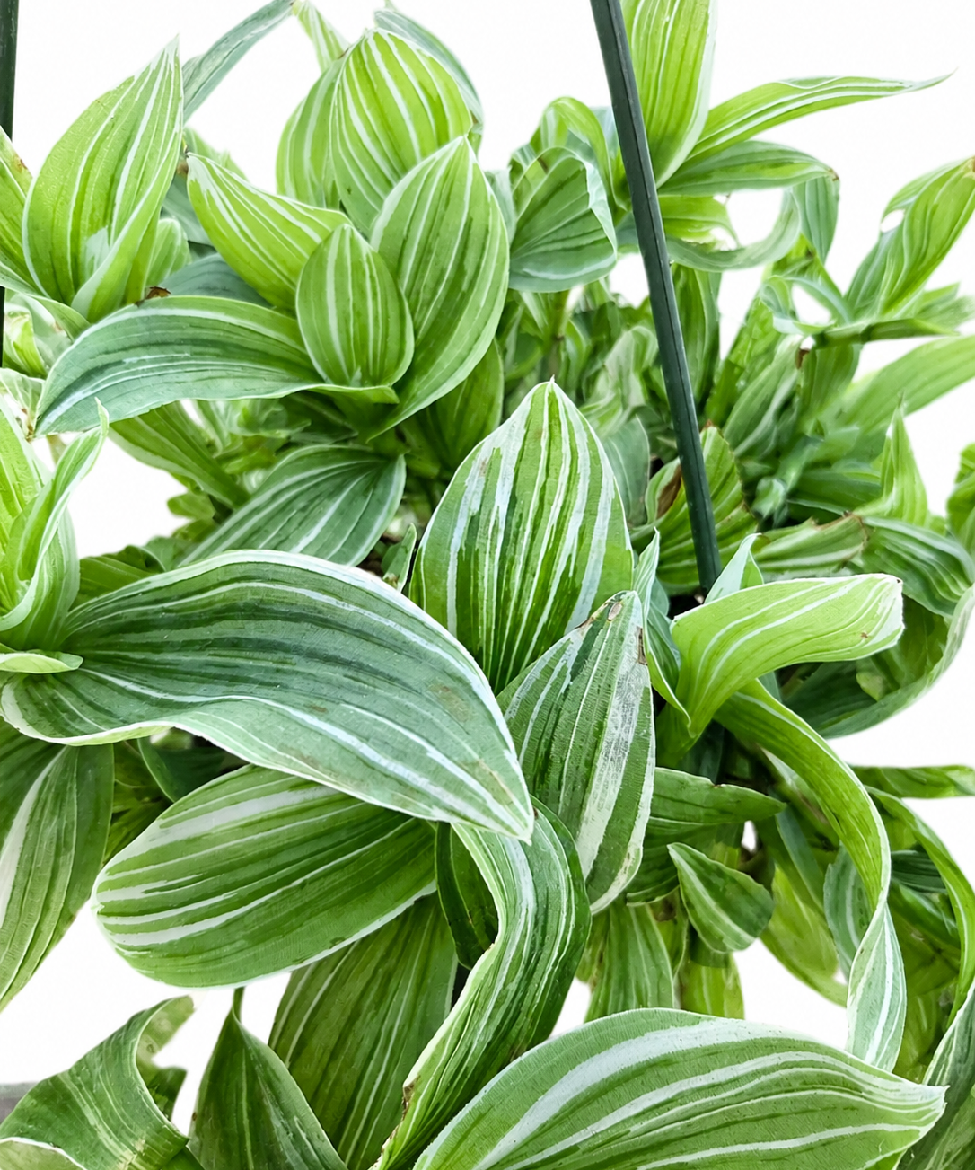 Pistachio White Tradescantia