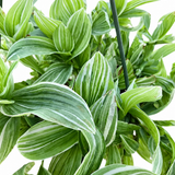 Pistachio White Tradescantia