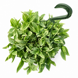 Pistachio White Tradescantia