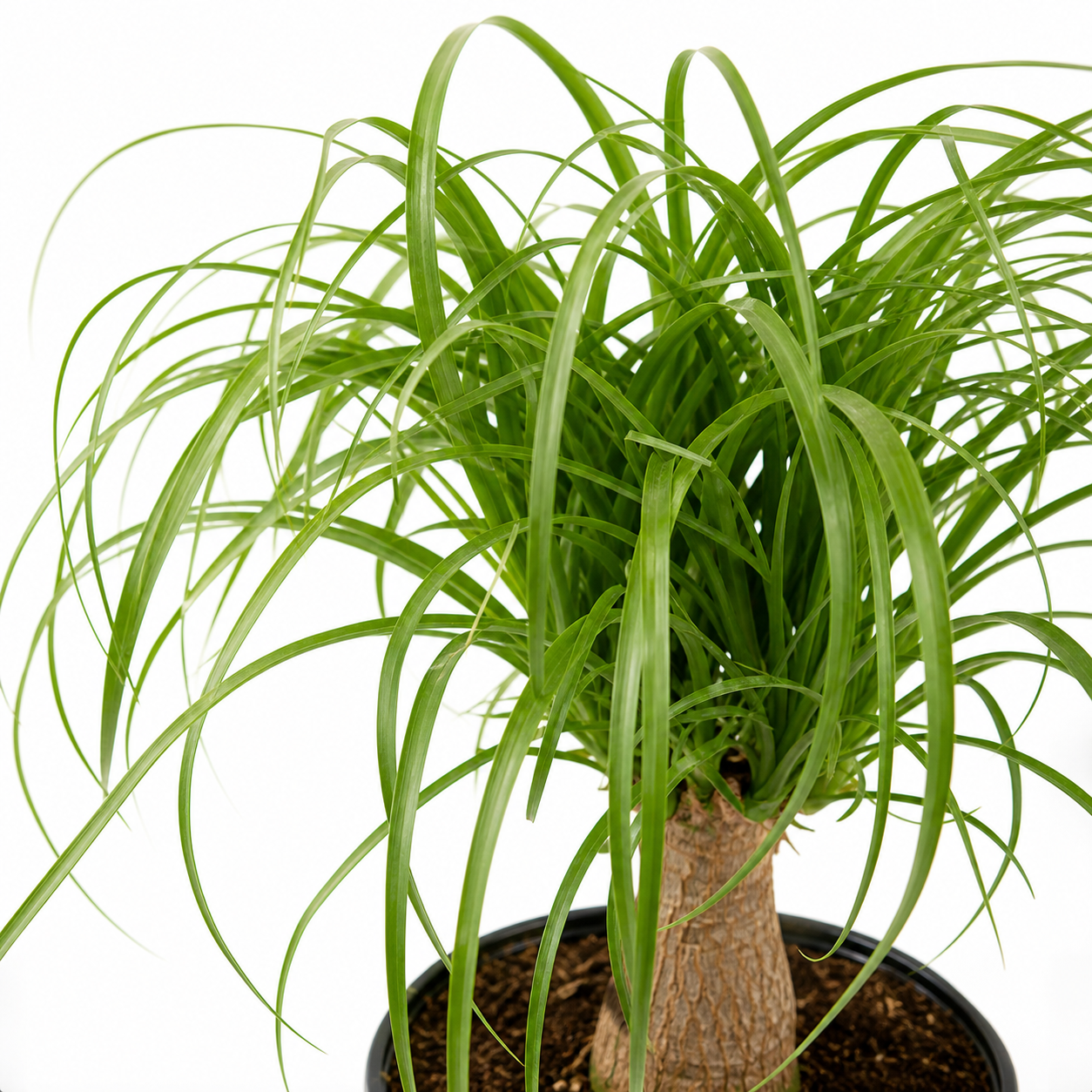 Pony Tail Palm