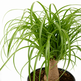 Pony Tail Palm