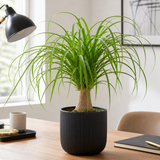 Pony Tail Palm