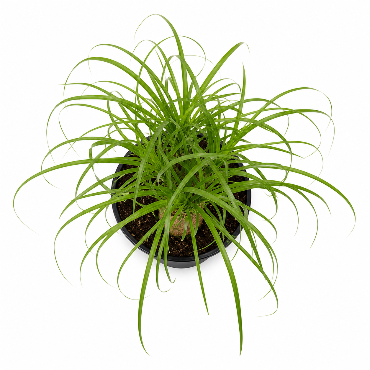 Pony Tail Palm
