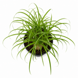 Pony Tail Palm