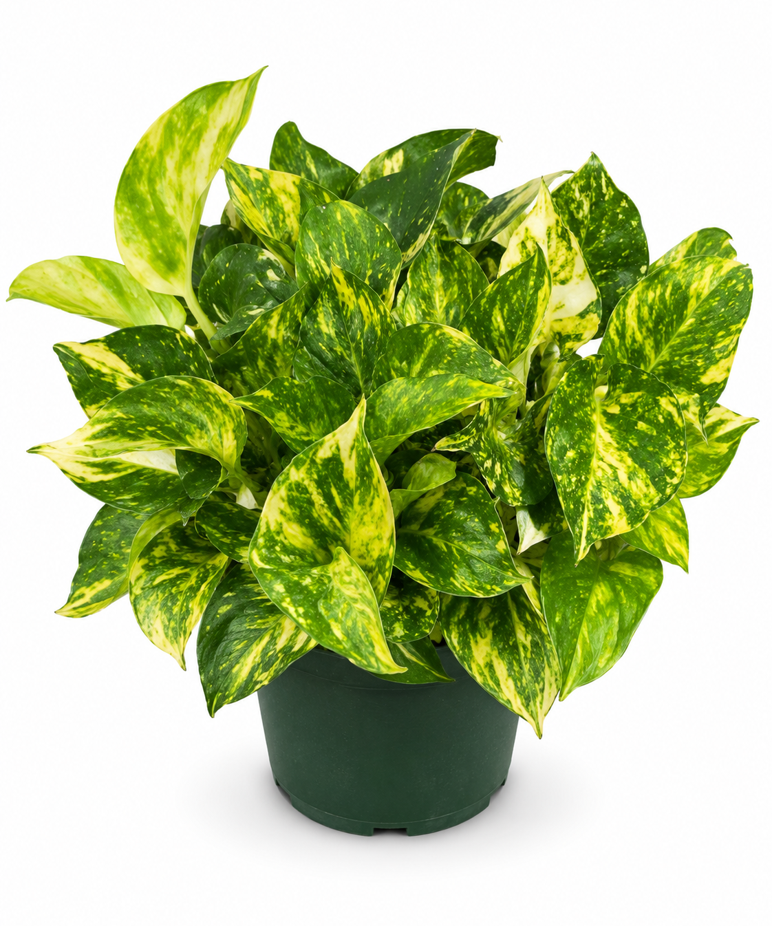 Pothos Churchill