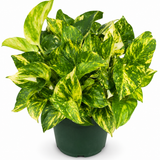Pothos Churchill