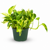 Pothos Churchill