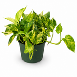 Pothos Churchill