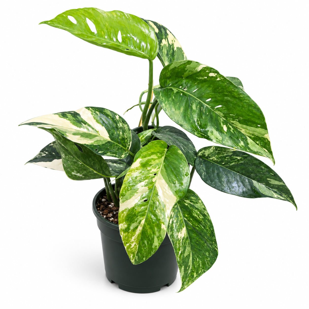 Pothos Epipremnum pinnatum ‘Albo’