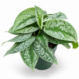 Pothos Scindapsus Pictus Exotica