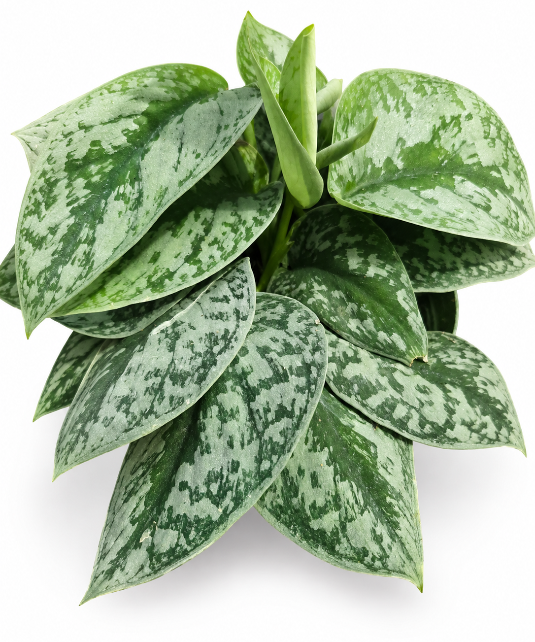 Pothos Scindapsus Pictus Exotica
