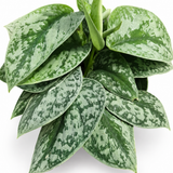 Pothos Scindapsus Pictus Exotica
