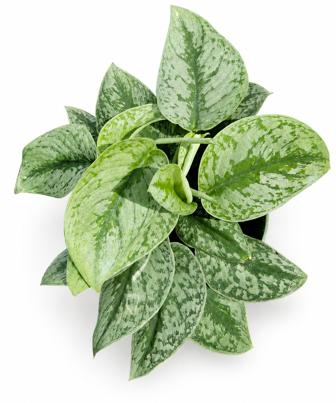 Pothos Scindapsus Pictus Exotica