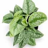 Pothos Scindapsus Pictus Exotica