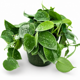 Pothos Silvery Ann