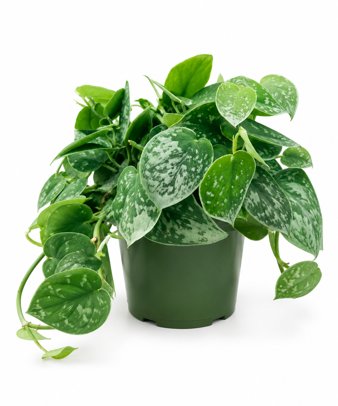 Pothos Silvery Ann