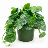Pothos Silvery Ann