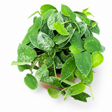 Pothos Silvery Ann