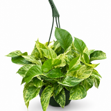 Hawaiian Pothos